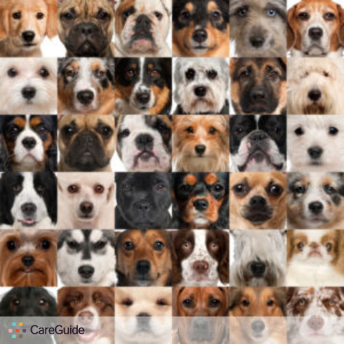 Pet Care Provider Rebecca P's Profile Picture