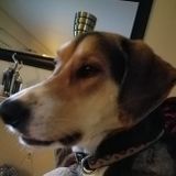 Hard Working Pet Sitter Available Immediately