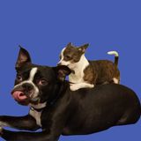 Pets are family too!