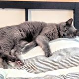 Stay at our new home and spend time with our cat!