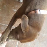 Brownsville Pet Supervisor Interviewing For Being Hired