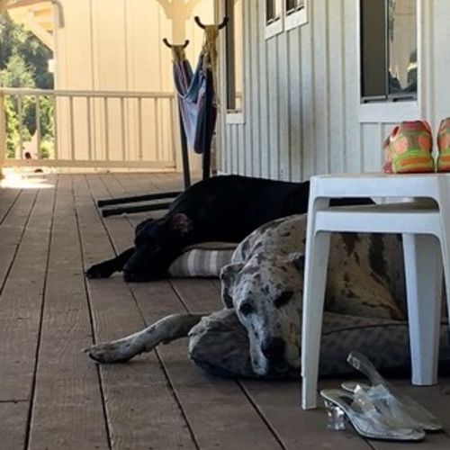 House Sitter Job Butch Hildebrand's Profile Picture