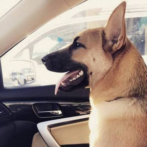 Pet Care Provider Sarah C's Profile Picture