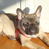 Charlotte Pet Sitting Professional Job
