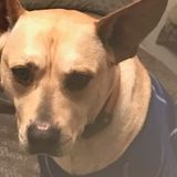Quesnel, British Columbia House Sitter
