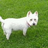 Dog Walking Wanted in Spencerport NY