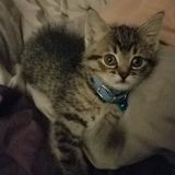Skillful House and Plant Sitter for Hire