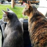 Professional Pet Sitter