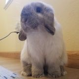 Bunny sitter needed week of Thanksgiving!