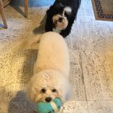 Live-in dog caretaker and housekeeper