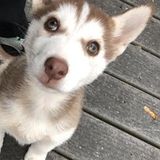 Available For an Animal Caregiver Job in Lanham