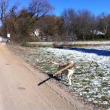 Virtual teacher looking to walk dogs before school, during lunch, or after school