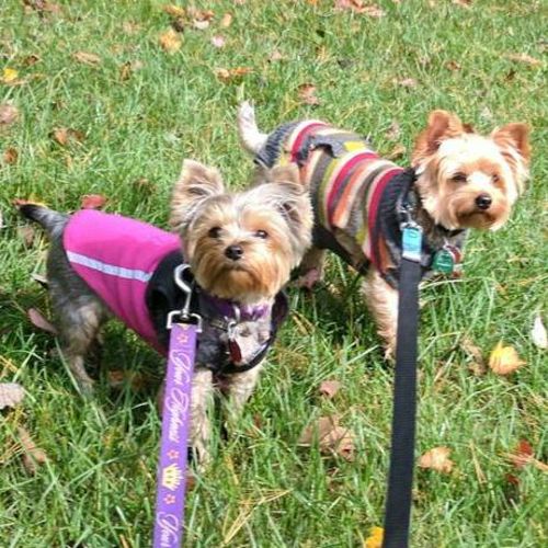 Pet Care Provider Lisa - Insured Business Owner - M's Profile Picture