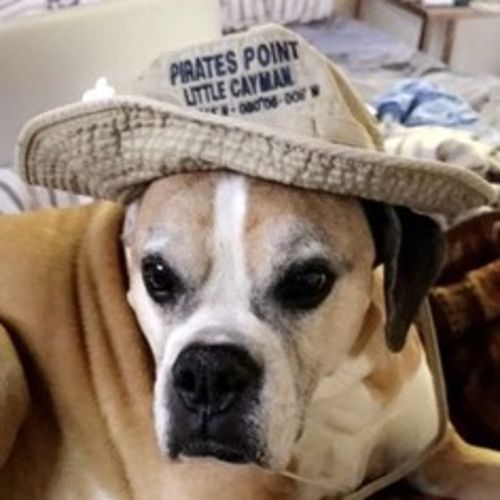 Pet Care Job Amber D's Profile Picture