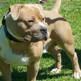 Orlando Dog Walker Looking For Being Hired
