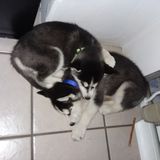 Pekin Puppy Sitting Opportunity