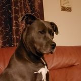 Springfield Pet Sitter Job