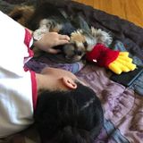 Southfield, Michigan Petsitter