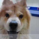 I am looking for a pet sitter who is not afraid of my dog just because she is of the Chow Chow breed.