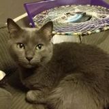 Two Cats to feed and clean litter box x5 days