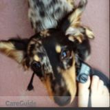 Daily Dog Walking Service Required