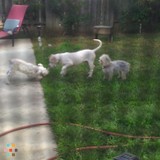 Bark Bark- Boarding/Day Care/ Pet sitter