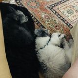 Searching for a Pet Sitter Job in Chateauguay