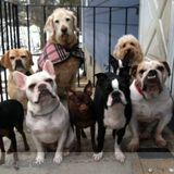 Calling dog lovers! Looking for dog walkers/helpers!