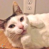Adorable Cat Needs Check-in Visitor Dec 23rd - 29th