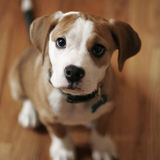 Skillful Pet Care Provider for Hire