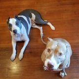 Caring Pet Sitter