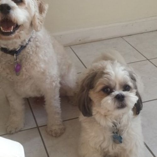 Pet Care Provider Kathleen M's Profile Picture