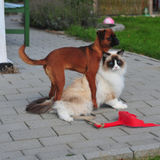 Experienced Caring Pet Sitter