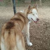 Friendly experienced pet sitter.