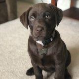 Greenville Dog Walker Available For Job Opportunities in North Carolina
