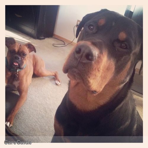Pet Care Provider Chelcy P's Profile Picture