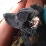 Available For a Dog sitter Job in Houston, Texas