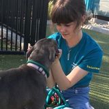 Dedicated Animal Lover Who Has Volunteered At An Animal Shelter For 2 Years And Has 5 Animals Of Her Own :)
