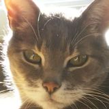 Passionate Pet Carer in Longueuil