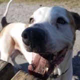 Reliable Pet Sitter in Titusville