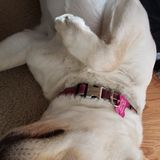 Denver, Colorado Petsitter Opportunity
