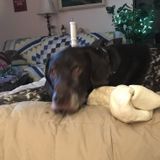 Housekeeper , Norwalk , Milan , Huron and Berlin Heights openings for and your pet