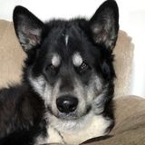 London Pet Service Provider Interested In Being Hired in Ontario
