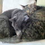 Supurrior Sitting Cat Sitters are ready to help!