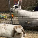 Rabbit and Pet Sitter