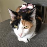Looking for a pet sitting job...