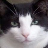 Skillful Pet Service Provider in Wildomar, California