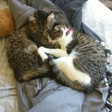 Oswego NY - Purrsonel Pet Care In Your Pet's Own Home!