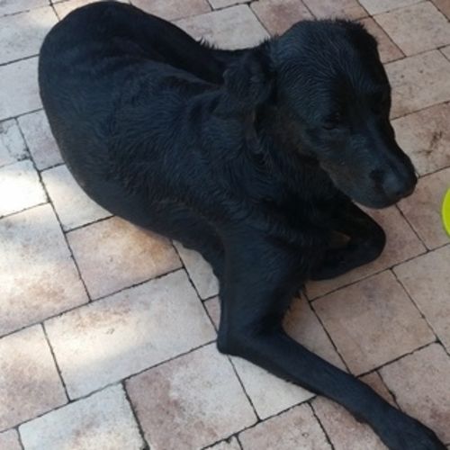 Pet Care Job Elleb A's Profile Picture
