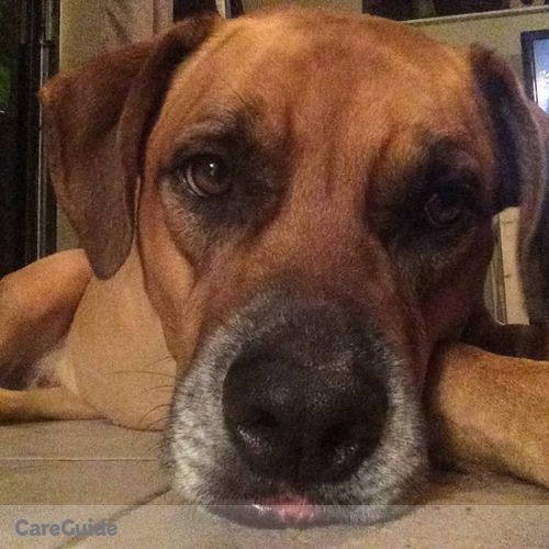 Pet Care Job Giana Basso's Profile Picture